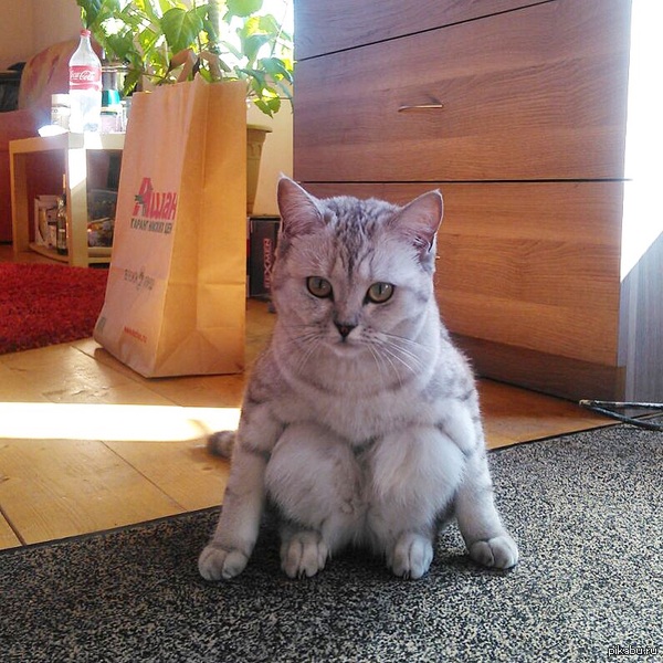sitting cat