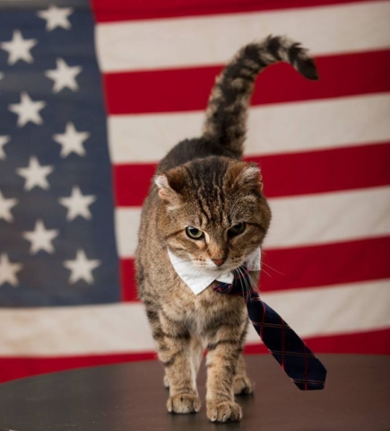 Cat wearing neck tie in front of a flag