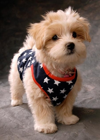 Patriotic puppy