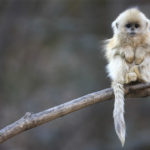 Monkey Face