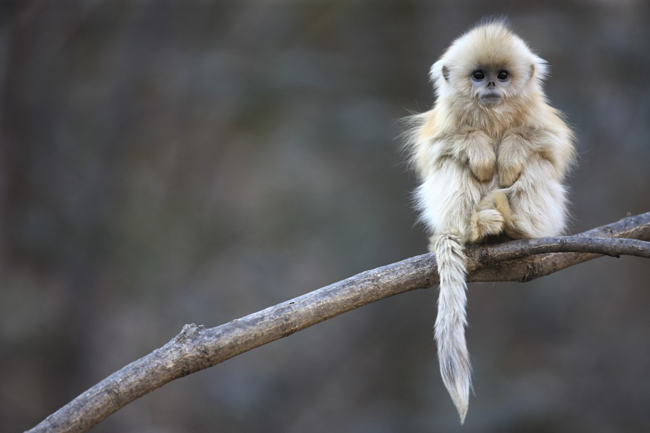 Cute furry monkey in a tree