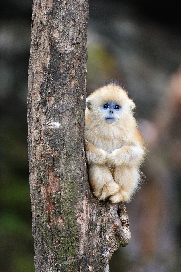 Monkey with pretty coat