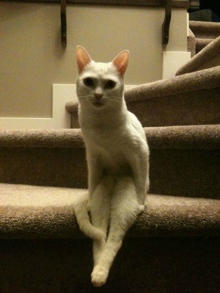 Hilarious Cats Sitting in Weird Positions FuzzFeed