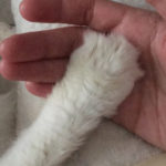 Kitty Paw