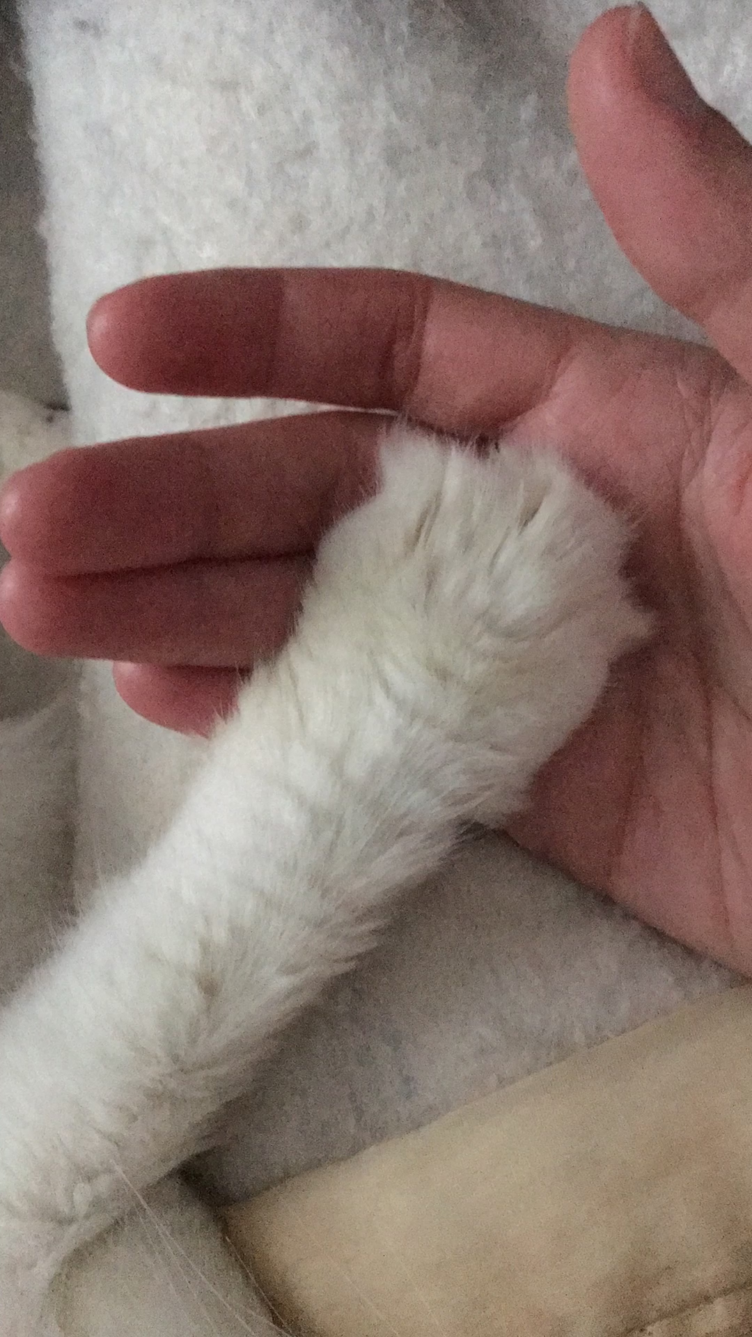 Leroo likes to hold hands.