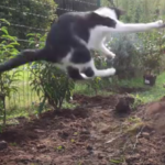 Kittygarden