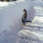 Cats Wearing People Clothes