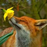 Spring Fuzziness