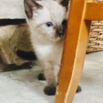 Fuzzy Zeus