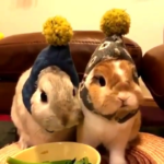 Easter Bunnies