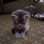 Fuzzy Sleeping