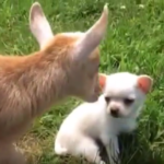 Chihuahua Puppy thinks she’s a Baby Goat