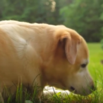 Fuzzy baby bunny meets Labrador