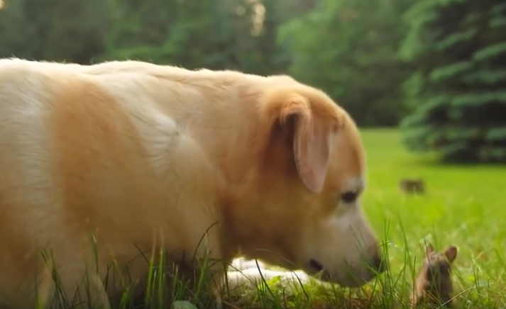 Baby bunny meets Labrador