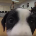 Adopt a best friend on National Best Friend Day!