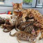 Kitties