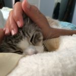 Snuggly kitty Leroo