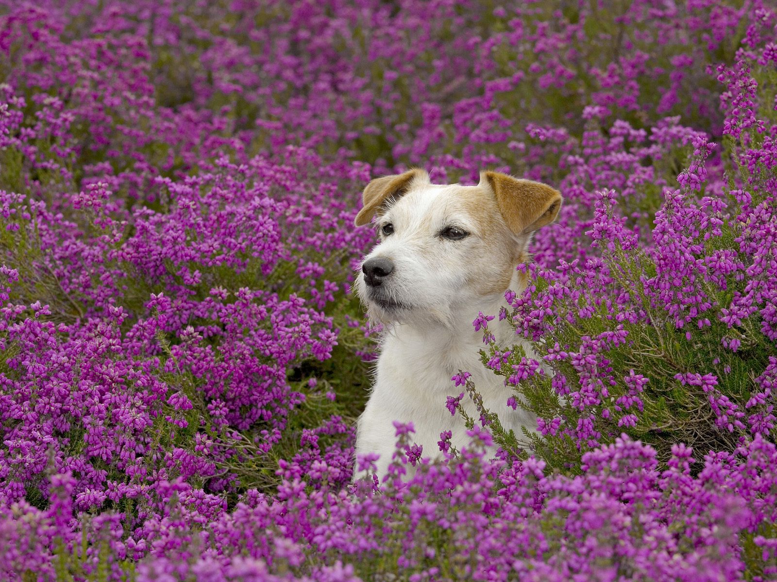 dog and flowers
