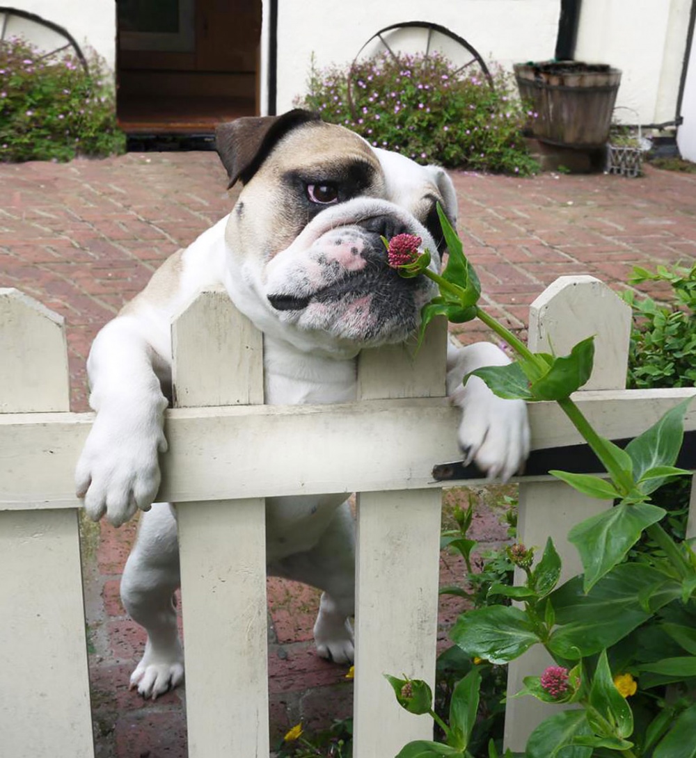 Bulldog loves spring