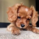 Pets for National Pet Day!