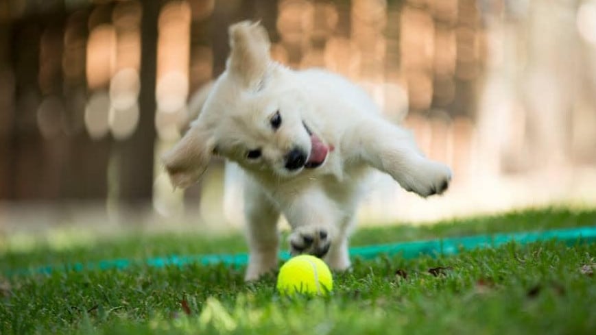 Happy dog with a ball