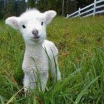 Cute Baby Animals for Spring