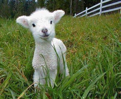 baby lamb