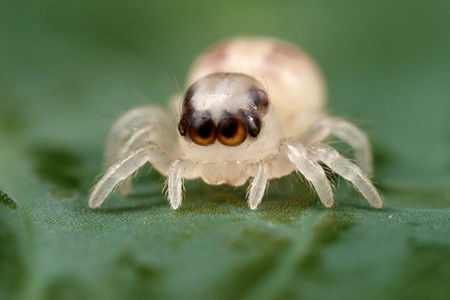 cute baby spider