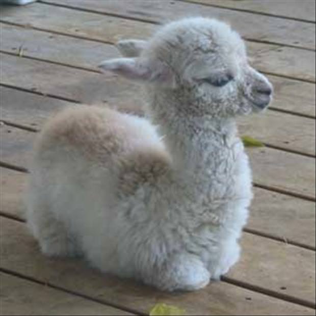 Cute Baby Animals for Spring – FuzzFeed