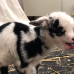 Cute Baby Goat Sounds