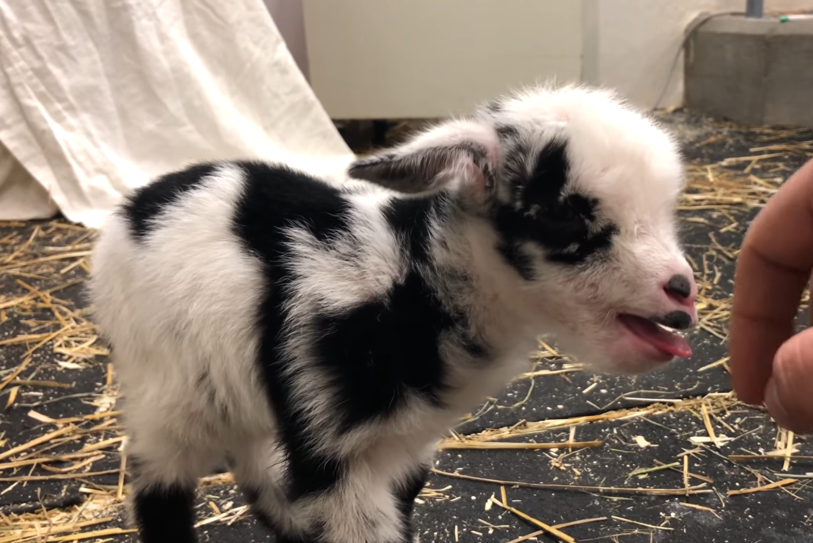 Baby Goat