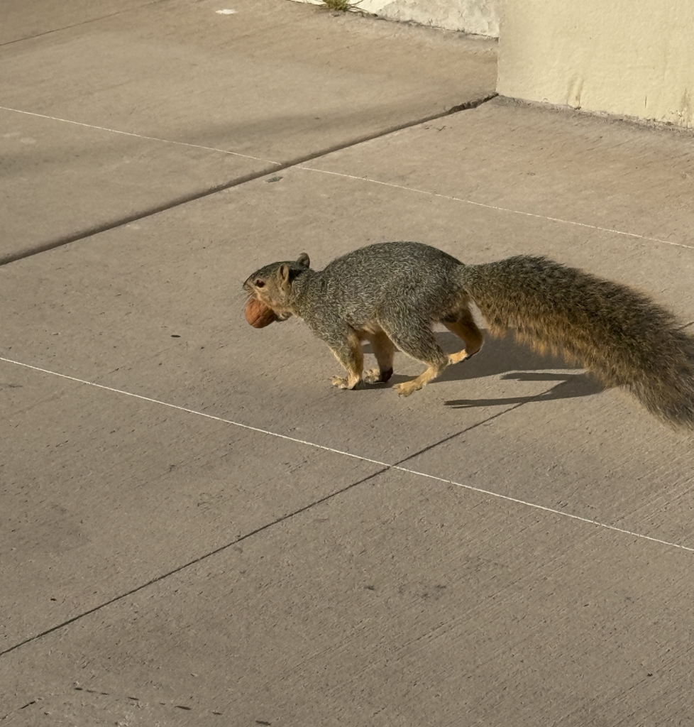 Squirrel on the run with his stash